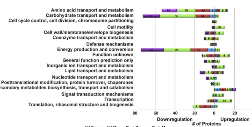 FIG 3 Summary of(A) Heat map hierarchical clustering of proteins that have been quantiﬁed in each strain
