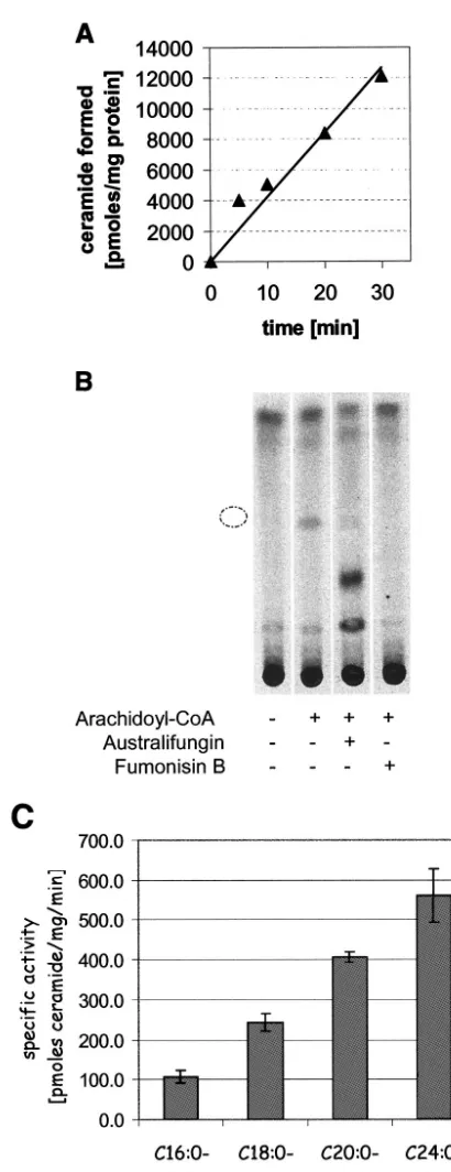 FIG. 5. Acyl-CoA-dependent ceramide synthase has a strong pref-erence for longer-chain fatty acyls
