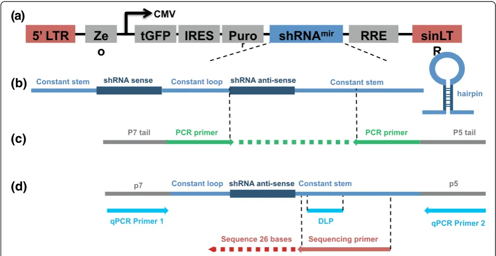 Figure 3 PCR amplification, quantitative PCR and Illumina sequencing schemaintegrated shRNA construct