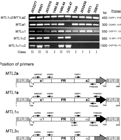 FIG. 6. PCR analysis of the MTLPCRs were performed with each strain to test the presence or absence of the full-length ORFs