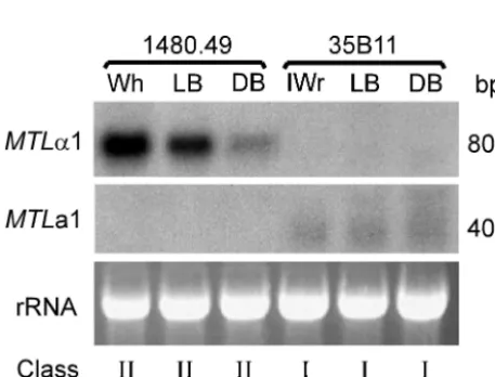 FIG. 7. Northern analysis of the expression of MTLin 12 strains ofwas applied to each lane