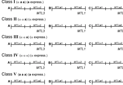 FIG. 9. A model of the MTLC in Southern analyses (see Fig. 5). The genotypes of the loci in the different classes were interpreted from the combined results of Southern, PCR,and sequencing data