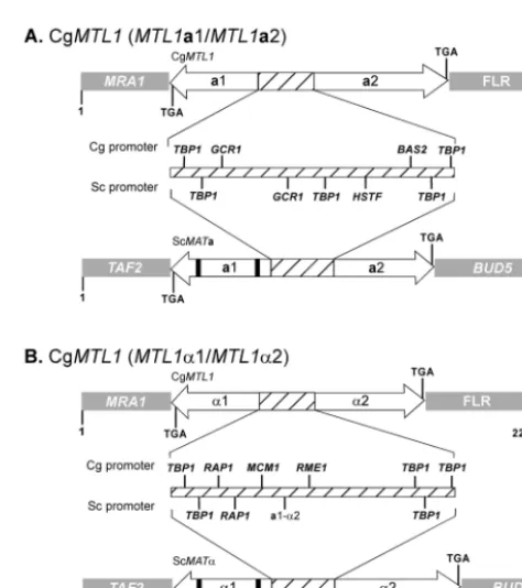 TABLE 2. Primers used in this study