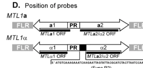 FIG. 5. Southern blot analysis of the MTLproximately 2.535B11, and 1480.47 were individually digested with the four restrictionenzymesDNA was resolved in an agarose gel and transferred to a Hybond Nnylon membrane