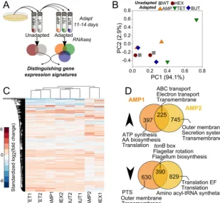 FIG 1 Heterogeneity in gene expression upon adaptation. (A) To obtain adapted and unadapted popula-tions, individual wild-type (WT) E