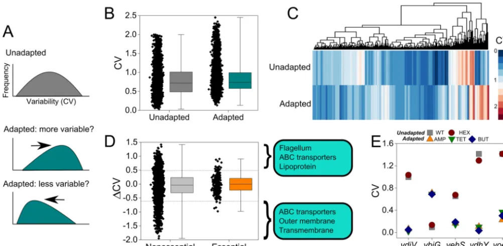 FIG 3 Shifts in gene expression variability are present during bacterial adaptation. (A) Hypothetical distribution in interpopulation gene expression variability.If unadapted samples possess a certain distribution, we predict that shifts in variability wil