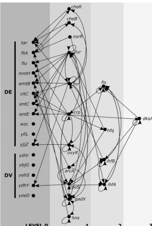 FIG 4Upstream regulators of target genes. The diagram shows a simpliﬁed version of the networkregulating target DE and DV genes