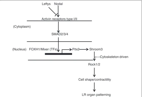 Figure 7 Proposed model for Shroom3 involvement in LR patterning. Flow diagram illustrating key interactions in early embryonic LRdevelopment