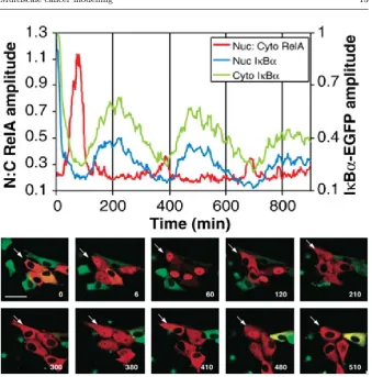Fig. 4 Top panel: temporal oscillations of key molecular species in the NF-κB system.Bottom panel: experimental observation of spatio-temporal oscillations in NF-κB localisa-tion in individual cells