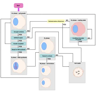 Fig. 8 Schematic diagram showing the cell cycle and cell dependency upon availability ofnutrients used in the individual-based model.