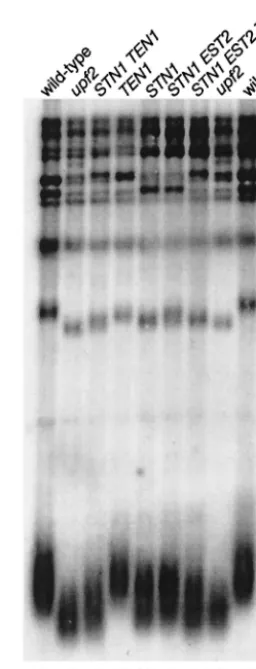 FIG. 2. High-level expression of STN1telomere length. Genomic DNA was digested withon a 1% agarose gel, and telomere sequences were detected with atelomere repeat sequence probe on pCA75 (51)
