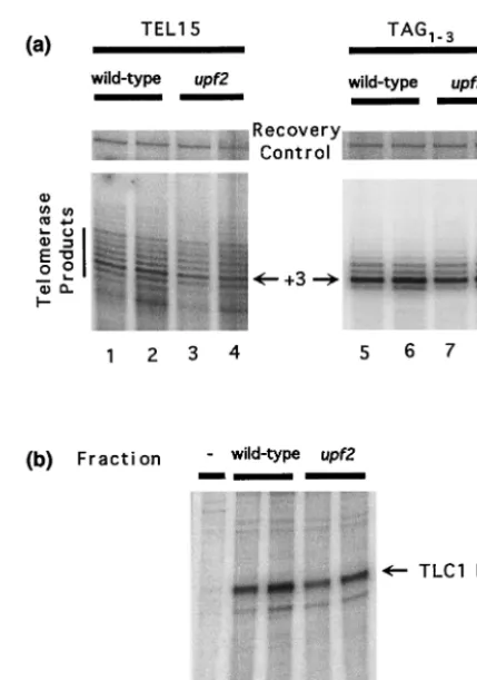 FIG. 4. In vitro telomerase activity andwere carried out using either TEL15 primer (lanes 1 to 4) or TAGprimer (lanes 5 to 8) and either l2, 4, 6, and 8) of DEAE fractions derived from wild-type (YJB209;lanes 1, 2, 5, and 6) or2 and 4) or 200either wild-ty
