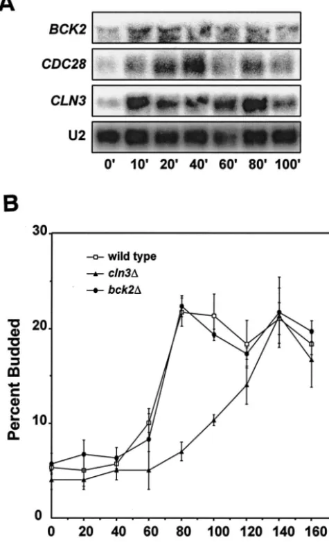 FIG. 1. Glucose induction of CLN3indicated time points for RNA preparation and Northern blotting