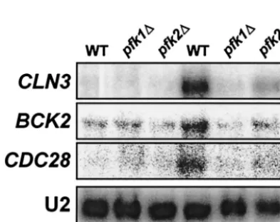 FIG. 7. Deletion of PFK1cycle genes. Wild-type (ENYWA-1A),(EBY.82) were grown overnight in YEPD