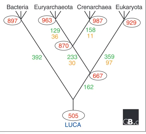 Figure 3The most parsimonious scenario for the evolution of the main lineages of