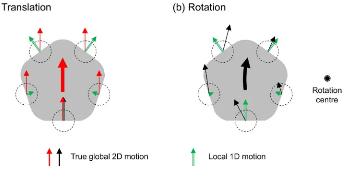 Figure 1. The true 2D motion vector is common across different local motion measurements for translation (a), while it changes in acharacteristic way for rotation (b)