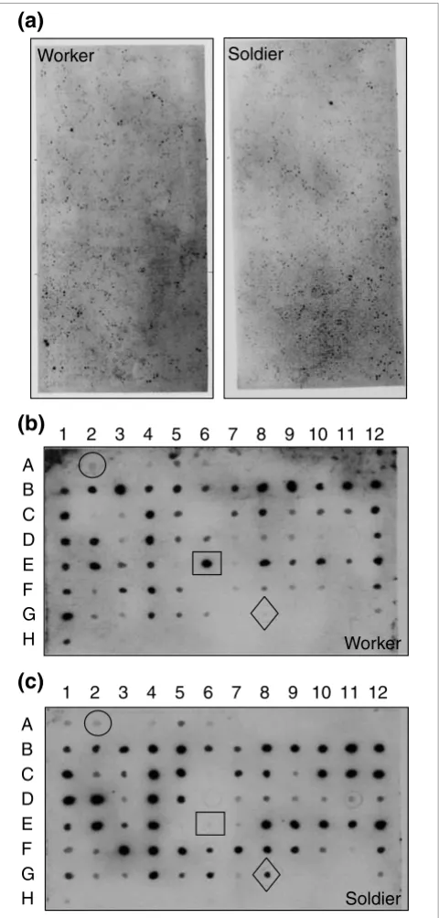 Figure 2Representative macroarray and dot blot results