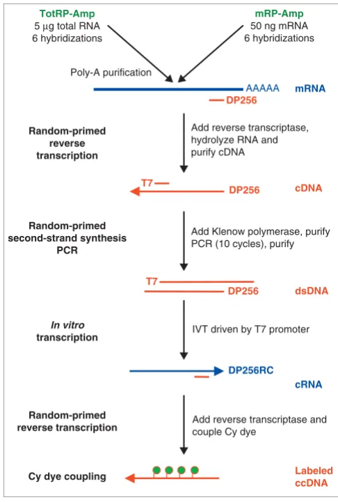Figure 1Flow chart of the full-length amplification and labeling protocolTotRP-Amp protocol (upper left) starts with total RNA whereas mRP-Amp starts with mRNA