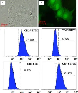 Figure 2. Characterization of BMSCs. A. In vitro culture of BMSCs. B. Ex-pression of GFP in BMSCs cultured in vitro