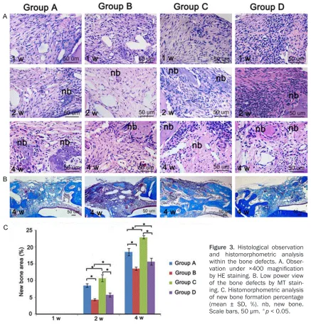Figure 3. Histological observation and histomorphometric analysis 