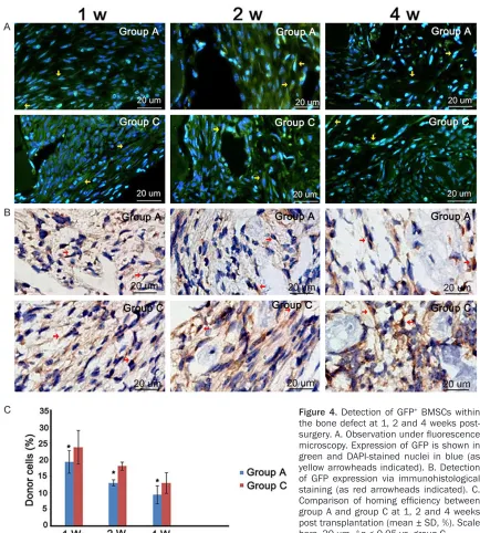 Figure 4. Detection of GFP+ BMSCs within the bone defect at 1, 2 and 4 weeks post-surgery