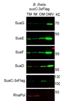 FIG 6 SusG LES is required for efﬁcient packing into OMVs. (a) SusG LES point mutants were generatedon pFD340/susG-6�His using Quick site-directed mutagenesis