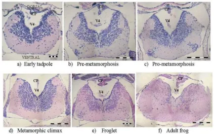Figure 5: Transverse sections (TS) of the optic lobe for 6 developmental stages of frog, under 100× magnification 