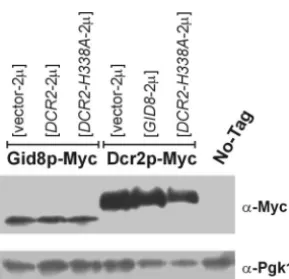 FIG. 8. Functional interactions with other START regulators. (A) The steady-state levels of Cln3p-PrA are shown on an immunoblot, fromcells carrying the indicated plasmids (in the VAY27-1A background) and the untagged control strain (VAY27-1C)