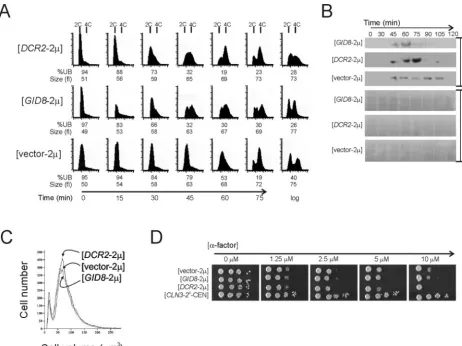 FIG. 1. Gid8p and Dcr2p affect cell cycle progression. (A) Synchronous cultures of BY4743 cells carrying the empty vector-2�DCR2with nocodazole for 4 h and then released into drug-free fresh SC-glucose-containing media at 30°C