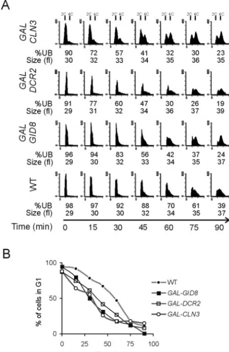FIG. 2. Overexpression of GID8START. (A) Wild-type diploid cells (WT), heterozygous for and DCR2 accelerates completion of P-