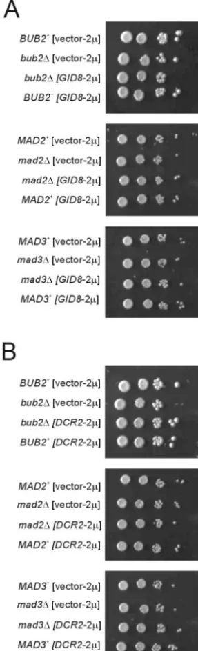 FIG. 3. Overexpression of GID8the viability of cells lacking mitotic checkpoint genes