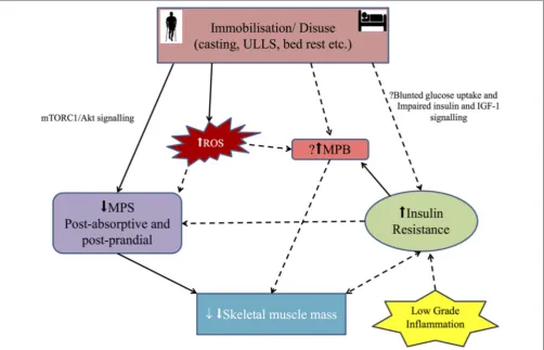 FIGURE 1 | Diagrammatic representation of the main mechanisms involved in disuse skeletal muscle atrophy in humans: Immobilization/disuse reducesof disuse atrophy needs further evaluation