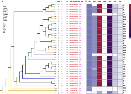 FIG 1 Population structure of clade 4 based on the neighbor-joining (N-J) phylogenetic tree and single nucleotide polymorphisms in the PaLoc of all testedisolates