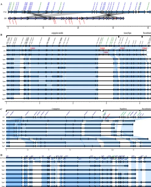 FIG 2 Schematic representation and comparisons of CTn(B), Tn2, CTn5, Tn916, and Tn6194 in target isolates