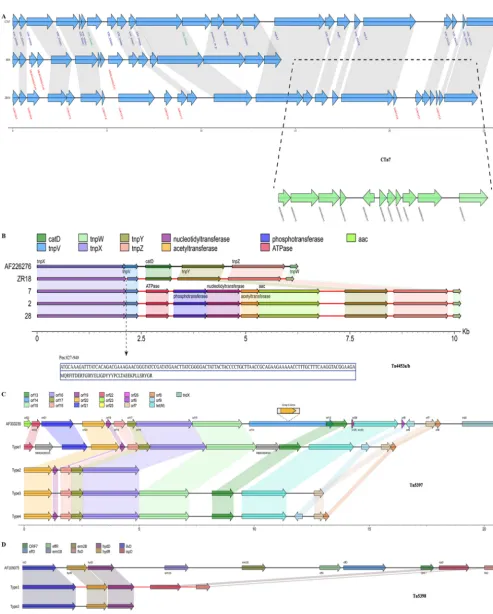 FIG 3 Schematic representation and comparisons of CTn7, Tn4453a/b, Tn5397, and Tn5398 in target isolates