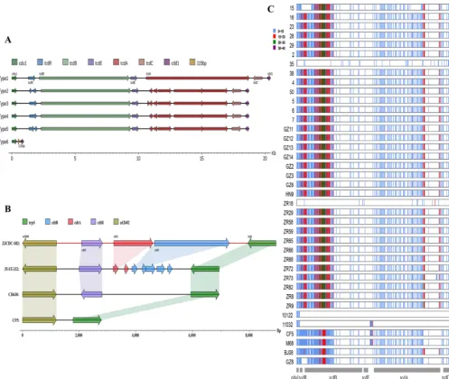 FIG 5PaLoc and CdtLoc analysis of 37 C. difﬁcile isolates from clade 4. (A) Several types were divided based on gene composition of PaLoc