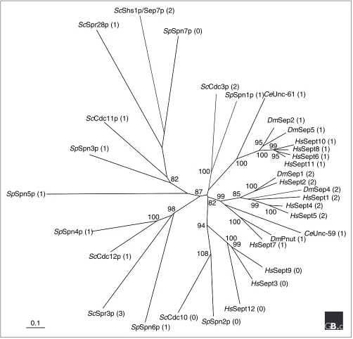 Figure 1interactions([59] using the default mode with the UPGMA method, 1,000 bootstrap replicates and systematic tie-breaking, and Poisson-corrected distances withA phylogenetic tree of the septins in Saccharomyces cerevisiae (Sc), Schizosaccharomyces pom