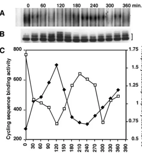 FIG. 10. Cell cycle-dependent phosphorylation of RBP33. Whole-cell extracts were prepared at 30-min intervals from hydroxyurea-