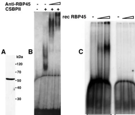 FIG. 3. RBP45 binds to the cycling sequences in target mRNAsthat cycle during cell cycle in vivo