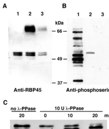FIG. 4. RBP45 is phosphorylated at a serine residue(s). The puri-ﬁed CSBP II UnoQ fraction shown in lane 1 was subjected to immu-