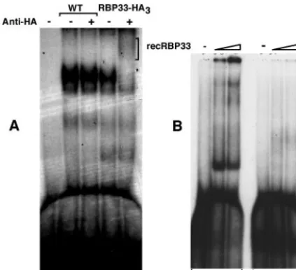 FIG. 6. RBP33 binding to the cycling sequence. (A) Gel shift assayswere performed with whole-cell extracts prepared from wild-type