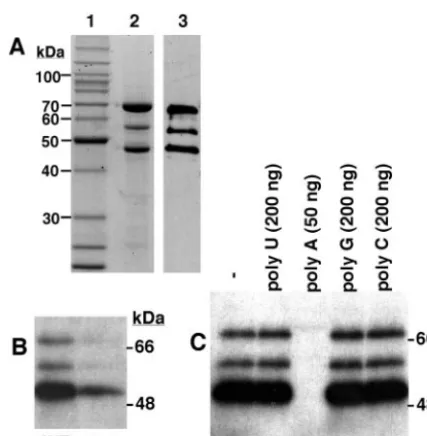 FIG. 8. RBP63 binds to the cycling sequence. (A) SDS-PAGEanalysis of recombinant RBP63 (lane 2)