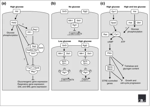 Figure 1A simplified schematic representation of the three well-characterized glucose-response pathways in S