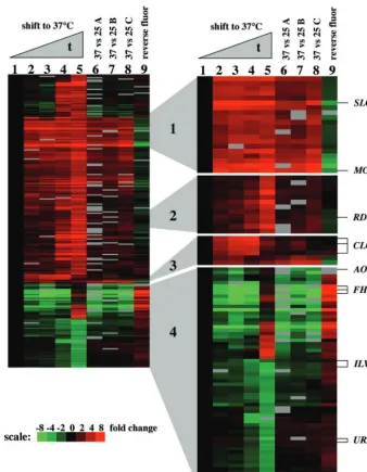 FIG. 1. Gene expression proﬁles in temperature shift and steady-state microarray experiments