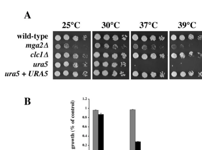 FIG. 2. Northern analysis of temperature-regulated expression.(A) Total RNA from 25°C samples and 37°C samples was probed with