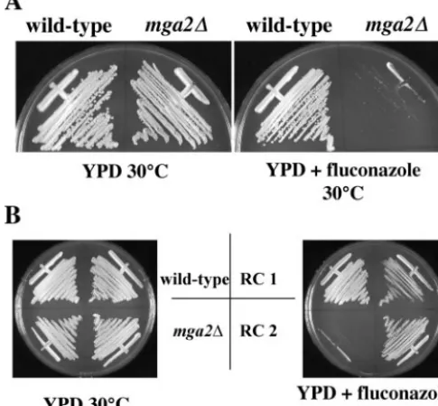 FIG. 4. Deletion of MGA2terol biosynthesis inhibitor ﬂuconazole. (A) Cells from wild-type (H99)andand YPD medium containing 1030°C for 3 days