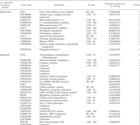 TABLE 2. Gene expression in wild-type versus mga2� mutant strains