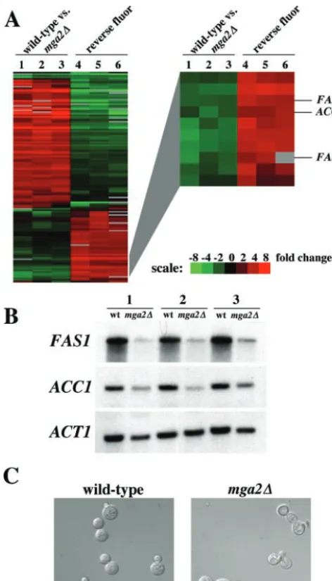 FIG. 5. Gene expression in wild-type and mga2in lanes 1 to 3 represents decreased gene expression