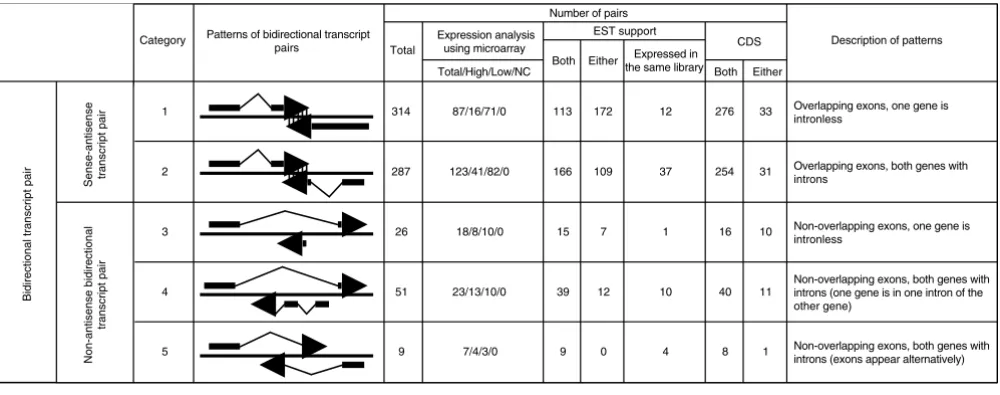 Figure 1Bidirectional transcript pairs divided into five categories according to their patterns of exon-intron structure
