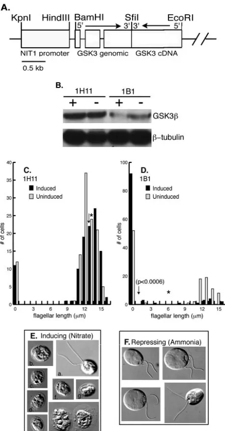 FIG. 9. GSK3 RNAi phenocopies the lithium treatment of cells.(A) A schematic representation of the plasmid pGSK3IR